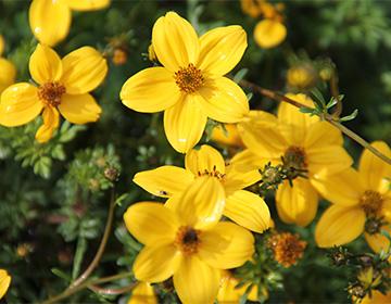 Leaves of the string