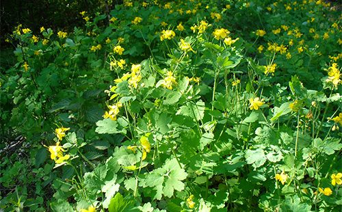 Thickets of celandine in the garden