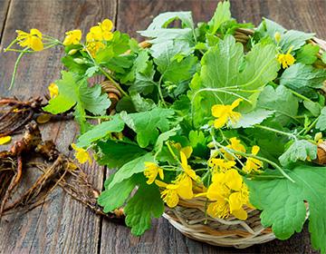 Celandine leaves on a plate