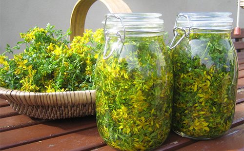 Shredded celandine leaves in a jar