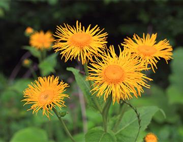 Elecampane yellow