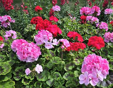 Colorful geranium flowers