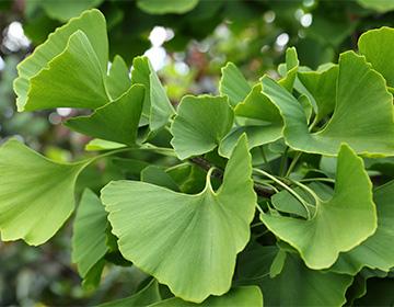 Ginko biloba plant