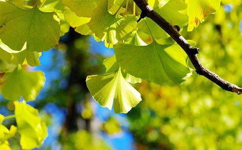 Ginko Biloba Leaves