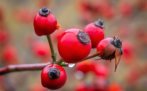 Drops of dew on rose hips