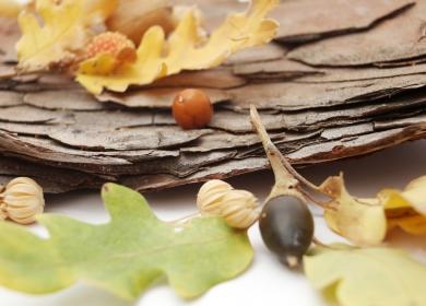 Oak bark, acorn and oak leaves
