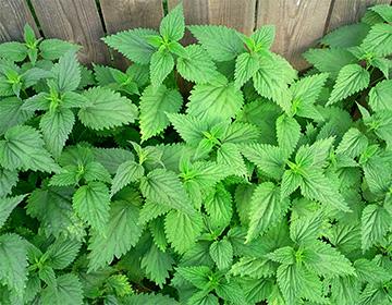 Nettle under the fence