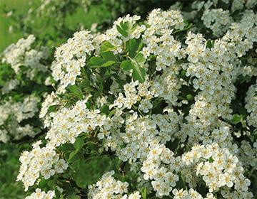 Bush of cinquefoil white