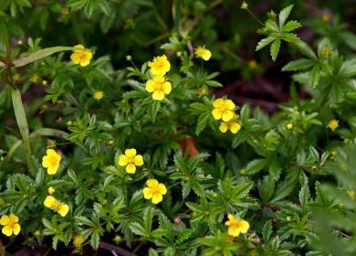 The cinquefoil is erect