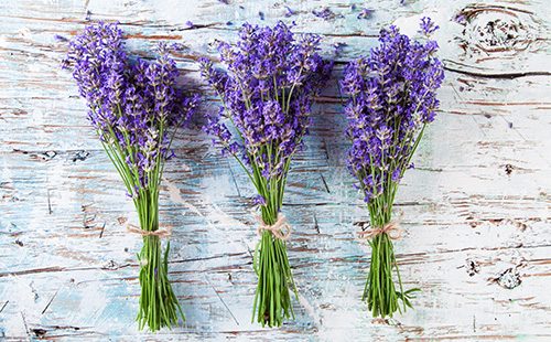 Bunches of lavender
