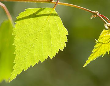 Birch leaves