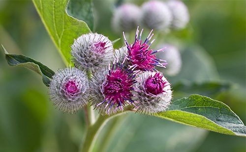 Burdock flowers