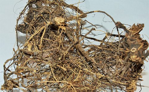 Maral root on the table
