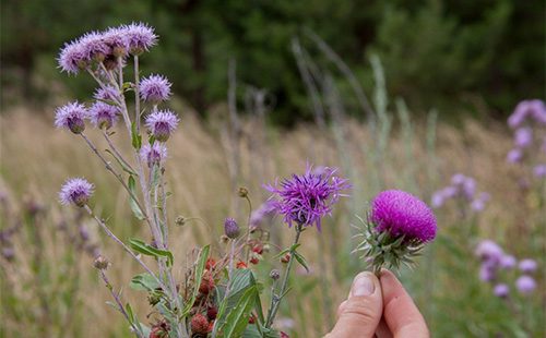 Flower plant maral root