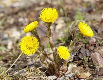 Mother and stepmother yellow