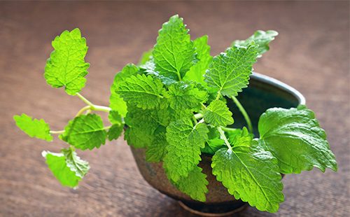 Melissa twigs in a bowl