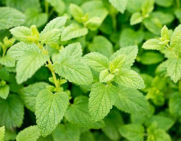 Bunches of lemon balm