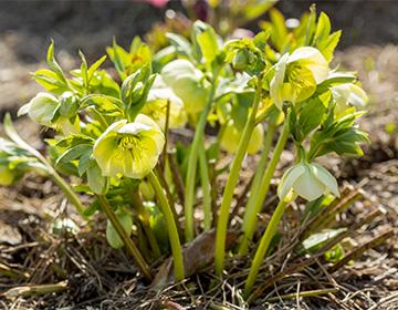 Caucasian hellebore