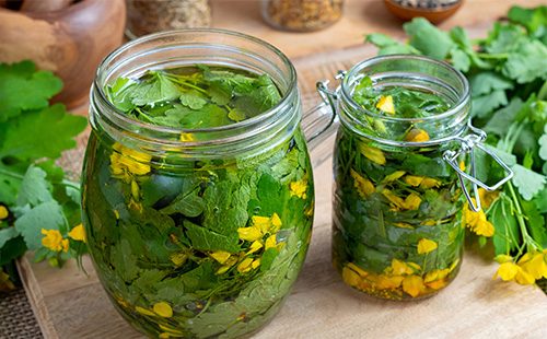 Celandine tincture