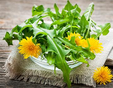 Dandelion leaves and flowers on the table