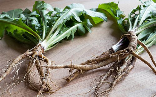Dandelion root