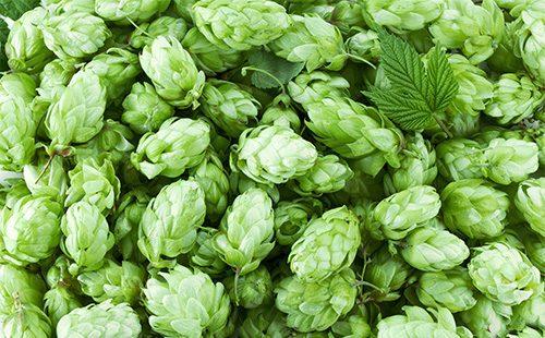 Hop cones