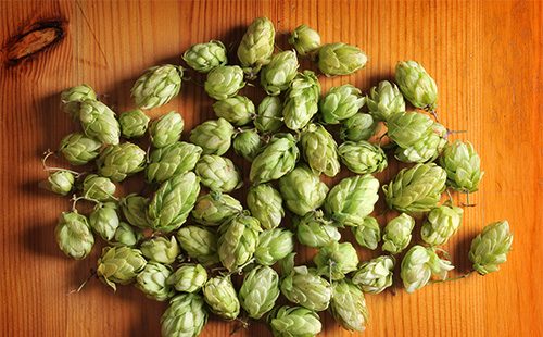 Hop cones on the table