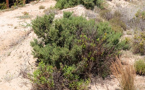 Solyanka in the steppe