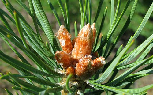 Pine kidney