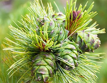 Pine cones on a branch