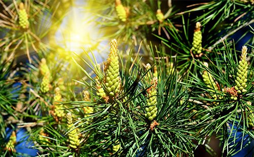 Pine cones