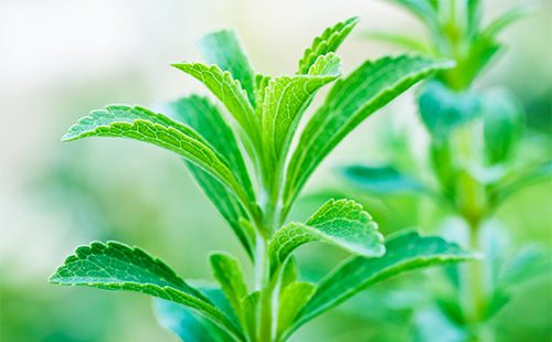 Stevia plant