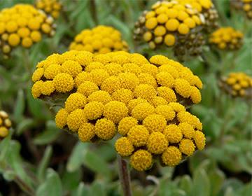 Immortelle yellow