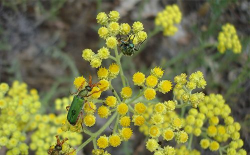 Yellow Helichrysum flowers