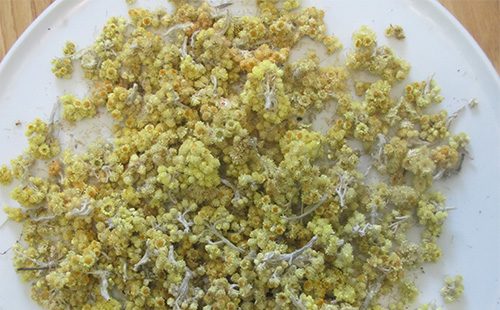 Dry immortelle flowers