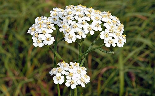 Yarrow Flowers