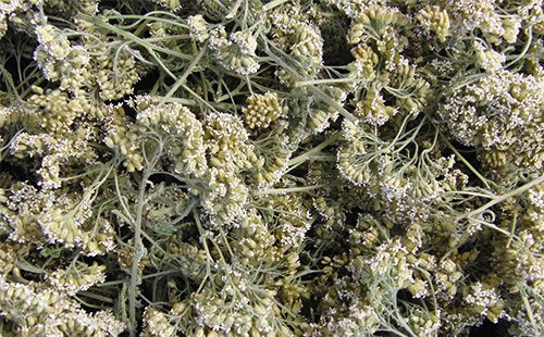 t Yarrow dried