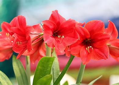 Amaryllis flowers