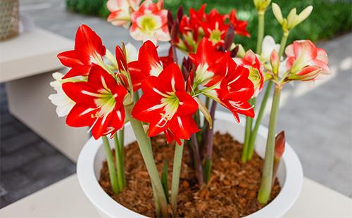Red Amaryllis Flowers