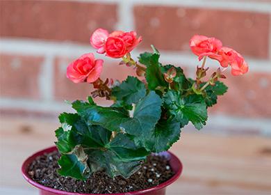 Flowering begonia in a pot