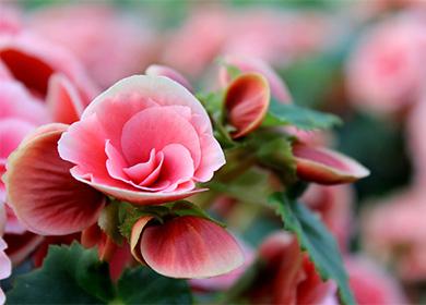 Pink begonia flower