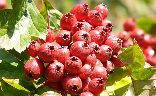 Hawthorn berries