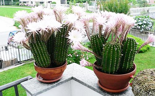 Blooming echinopsis in pots