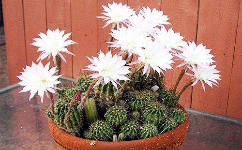 Echinopsis Cactus Flowers