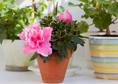 Potted azalea