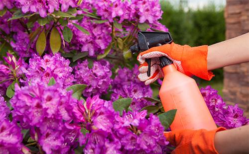 Spraying azalea garden