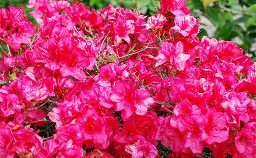 Red Azalea Flowers
