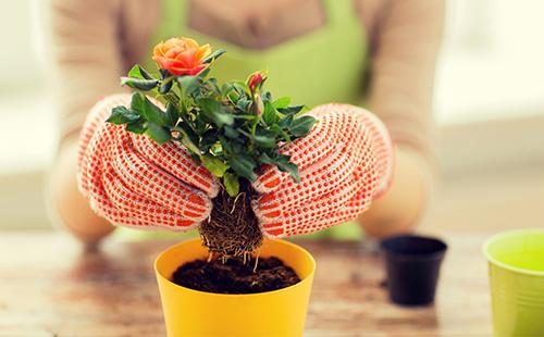 Transplanting a room rose