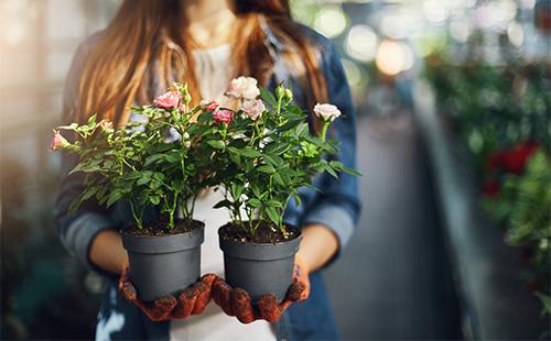 Two pots with a room rose in the hands of a girl