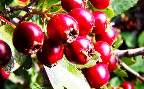 Hawthorn berries